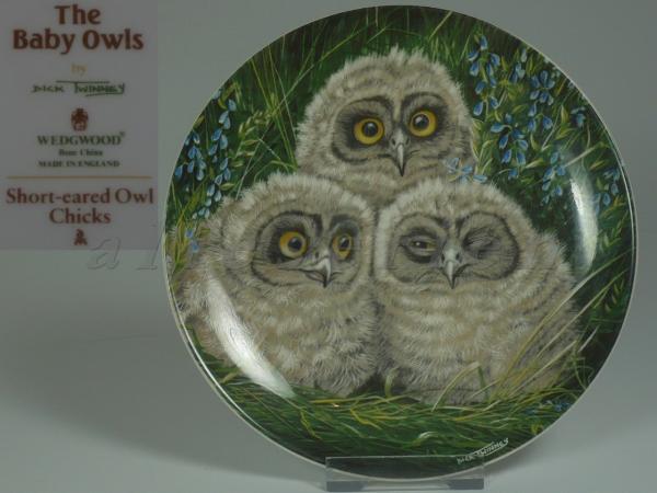 Sammlung: The Baby Owls - Short-eared Owl Chicks D 17 cm