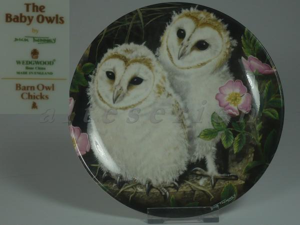 Sammlung: The Baby Owls - Barn Owl Chicks D 17 cm