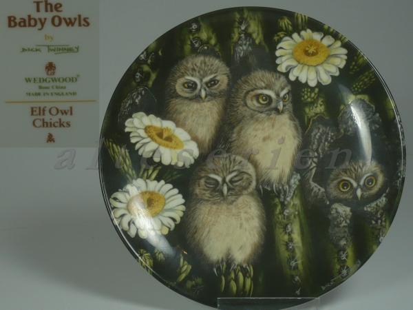 Sammlung: The Baby Owls - Elf Owl Chicks D 17 cm