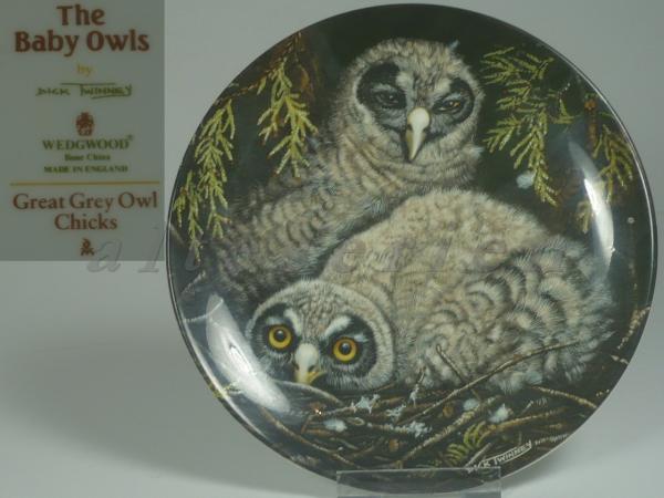 Sammlung: The Baby Owls - Great Grey Owl Chicks D 17 cm